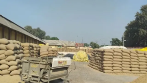 हरियाणा में धान खरीद के पहले दिन 18,390 क्विंटल खरीद, नमी और पोर्टल की गड़बड़ी बनी बाधा